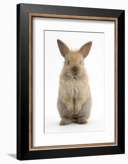 Baby Lionhead Cross Lop Rabbit, Standing-Mark Taylor-Framed Photographic Print