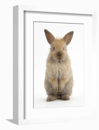 Baby Lionhead Cross Lop Rabbit, Standing-Mark Taylor-Framed Photographic Print