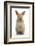 Baby Lionhead Cross Lop Rabbit, Standing-Mark Taylor-Framed Photographic Print