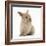 Baby Lionhead Lop Cross Rabbit-Mark Taylor-Framed Photographic Print