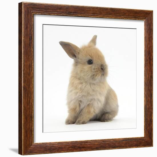 Baby Lionhead Lop Cross Rabbit-Mark Taylor-Framed Photographic Print