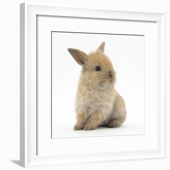 Baby Lionhead Lop Cross Rabbit-Mark Taylor-Framed Photographic Print