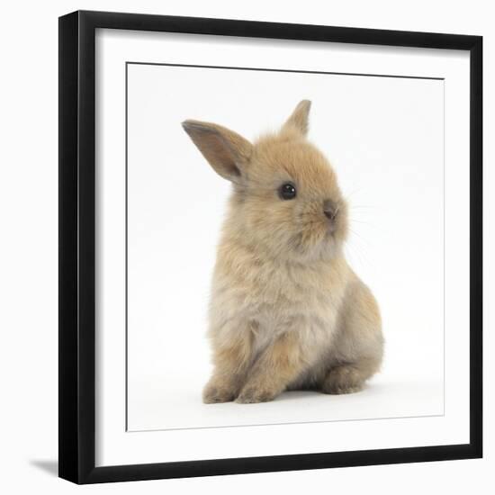 Baby Lionhead Lop Cross Rabbit-Mark Taylor-Framed Photographic Print