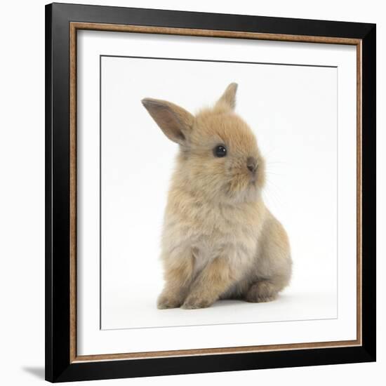 Baby Lionhead Lop Cross Rabbit-Mark Taylor-Framed Photographic Print