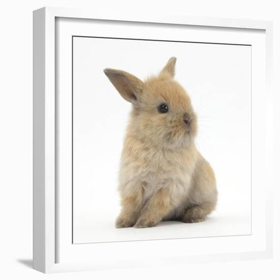 Baby Lionhead Lop Cross Rabbit-Mark Taylor-Framed Photographic Print