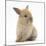 Baby Lionhead Lop Cross Rabbit-Mark Taylor-Mounted Photographic Print