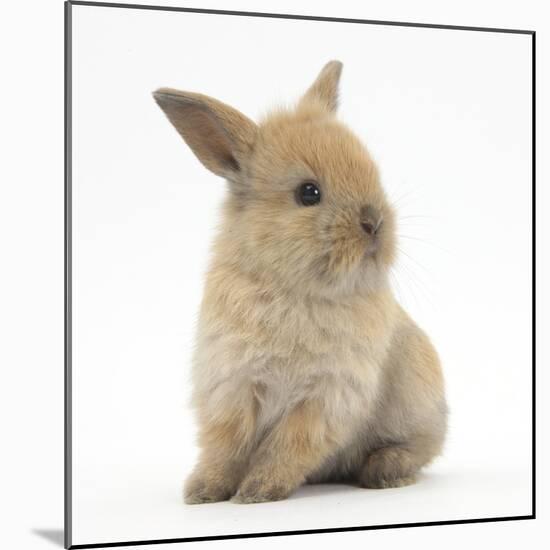 Baby Lionhead Lop Cross Rabbit-Mark Taylor-Mounted Photographic Print