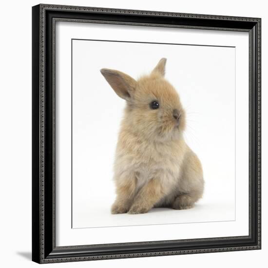 Baby Lionhead Lop Cross Rabbit-Mark Taylor-Framed Photographic Print