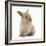 Baby Lionhead Lop Cross Rabbit-Mark Taylor-Framed Photographic Print