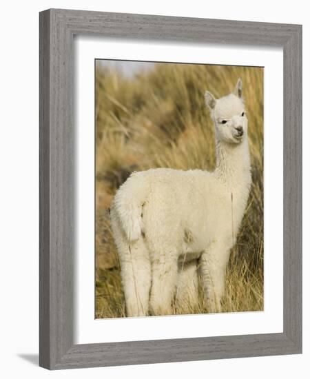 Baby Llama-Merrill Images-Framed Photographic Print