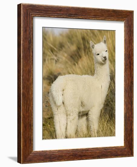 Baby Llama-Merrill Images-Framed Photographic Print