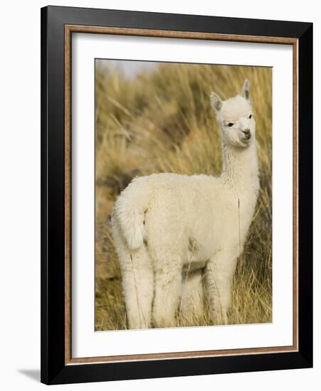 Baby Llama-Merrill Images-Framed Photographic Print