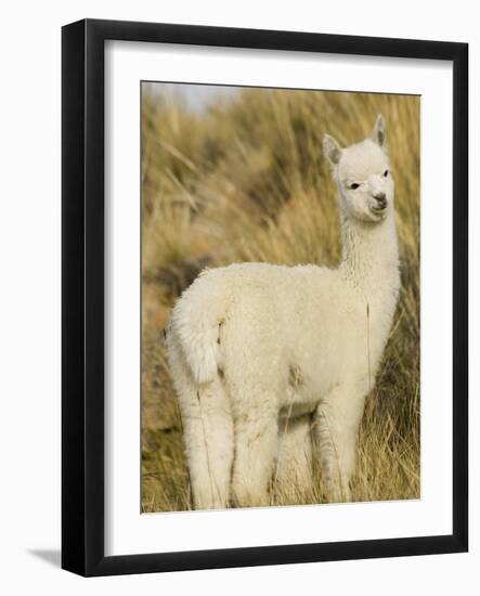 Baby Llama-Merrill Images-Framed Photographic Print