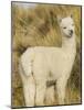 Baby Llama-Merrill Images-Mounted Photographic Print