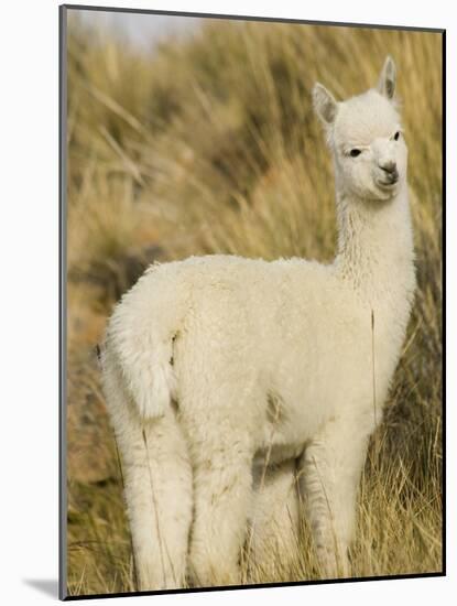 Baby Llama-Merrill Images-Mounted Photographic Print