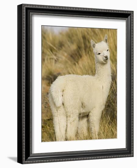 Baby Llama-Merrill Images-Framed Photographic Print