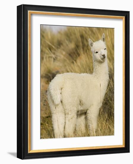 Baby Llama-Merrill Images-Framed Photographic Print