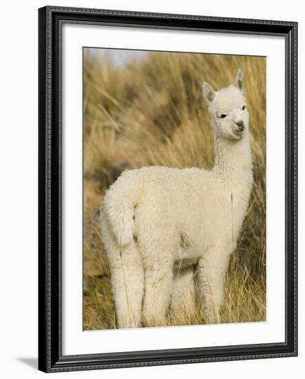 Baby Llama-Merrill Images-Framed Photographic Print