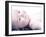 Baby Lying Down-null-Framed Photographic Print