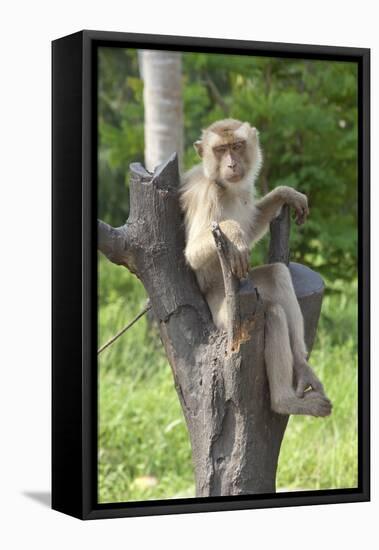 Baby Macaque Monkey, Coconut Plantation, Ko Samui, Thailand-Cindy Miller Hopkins-Framed Premier Image Canvas