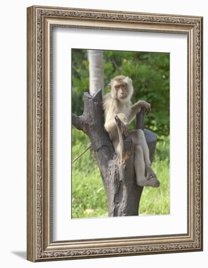 Baby Macaque Monkey, Coconut Plantation, Ko Samui, Thailand-Cindy Miller Hopkins-Framed Photographic Print