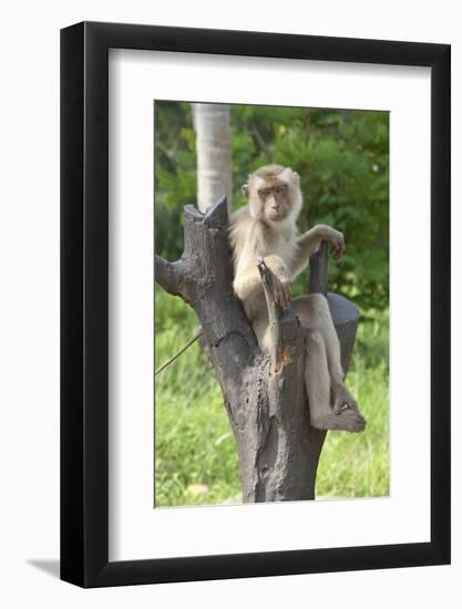 Baby Macaque Monkey, Coconut Plantation, Ko Samui, Thailand-Cindy Miller Hopkins-Framed Photographic Print