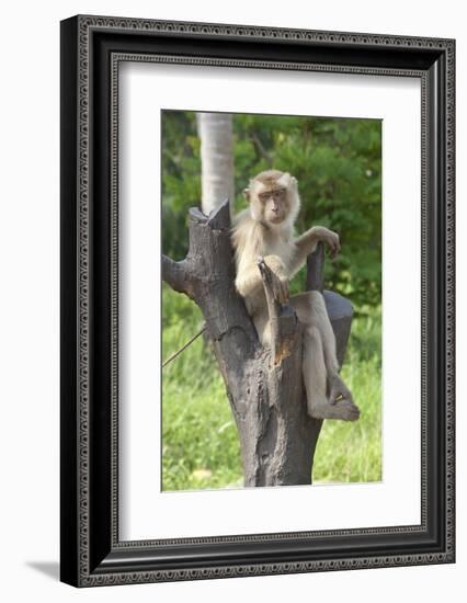 Baby Macaque Monkey, Coconut Plantation, Ko Samui, Thailand-Cindy Miller Hopkins-Framed Photographic Print