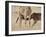 Baby Masai Giraffe Nursing, Masai Mara National Reserve-James Hager-Framed Photographic Print