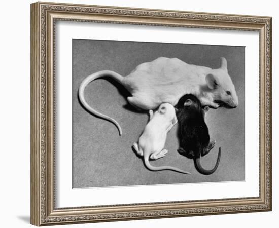 Baby Mice Suckling Off their Mother-null-Framed Photographic Print