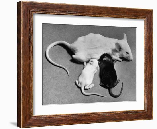 Baby Mice Suckling Off their Mother-null-Framed Photographic Print