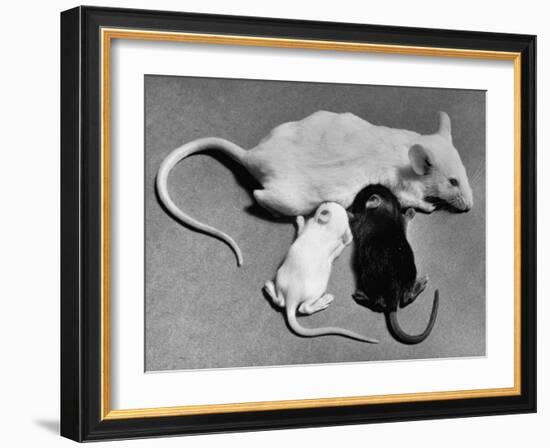 Baby Mice Suckling Off their Mother-null-Framed Photographic Print