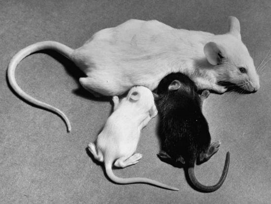 Baby Mice Suckling Off Their Mother Photographic Print Art Com Baby Mice Suckling Off Their Mother Photographic Print Art Com