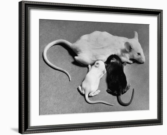 Baby Mice Suckling Off their Mother-null-Framed Photographic Print