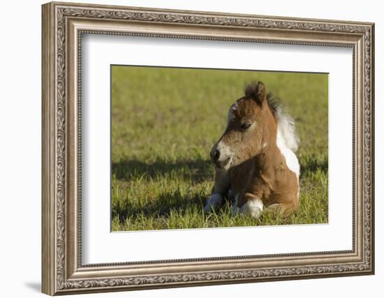 Baby Miniature horse paint colt-Maresa Pryor-Framed Photographic Print