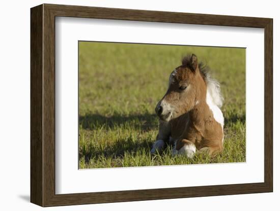 Baby Miniature horse paint colt-Maresa Pryor-Framed Photographic Print