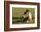 Baby Miniature horse paint colt-Maresa Pryor-Framed Photographic Print