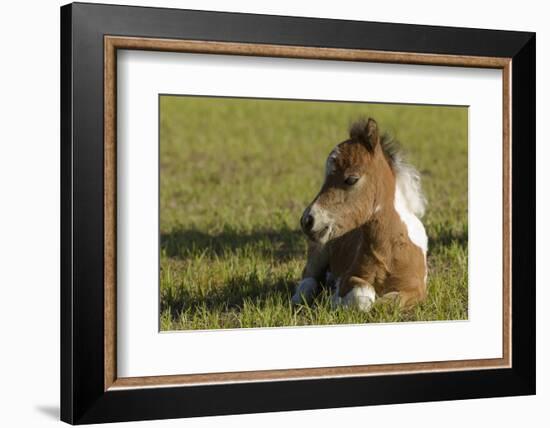 Baby Miniature horse paint colt-Maresa Pryor-Framed Photographic Print