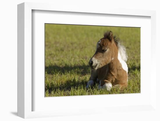 Baby Miniature horse paint colt-Maresa Pryor-Framed Photographic Print