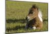 Baby Miniature horse paint colt-Maresa Pryor-Mounted Photographic Print