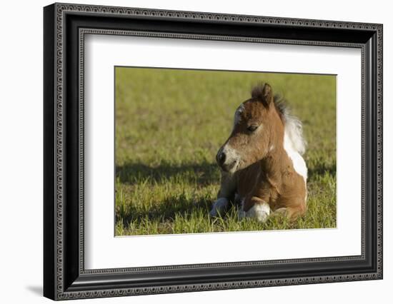 Baby Miniature horse paint colt-Maresa Pryor-Framed Photographic Print