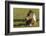 Baby Miniature horse paint colt-Maresa Pryor-Framed Photographic Print