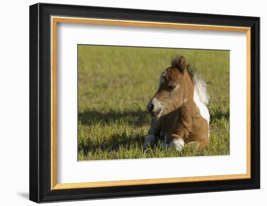 Baby Miniature horse paint colt-Maresa Pryor-Framed Photographic Print