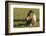 Baby Miniature horse paint colt-Maresa Pryor-Framed Photographic Print