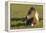 Baby Miniature horse paint colt-Maresa Pryor-Framed Premier Image Canvas