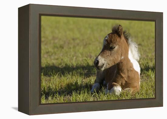 Baby Miniature horse paint colt-Maresa Pryor-Framed Premier Image Canvas