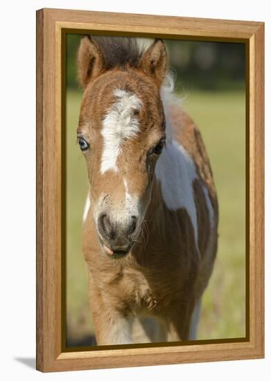 Baby Miniature horse paint colt-Maresa Pryor-Framed Premier Image Canvas