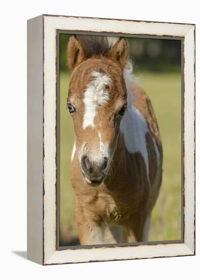 Baby Miniature horse paint colt-Maresa Pryor-Framed Premier Image Canvas