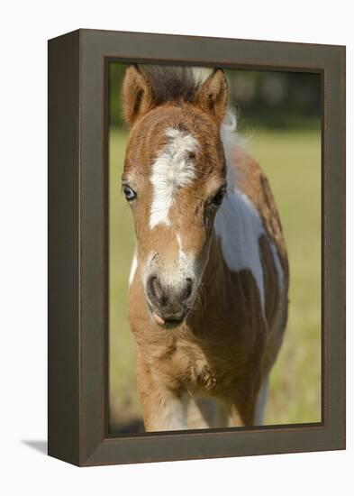 Baby Miniature horse paint colt-Maresa Pryor-Framed Premier Image Canvas