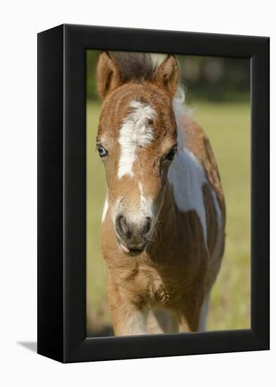 Baby Miniature horse paint colt-Maresa Pryor-Framed Premier Image Canvas