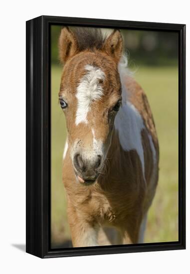 Baby Miniature horse paint colt-Maresa Pryor-Framed Premier Image Canvas